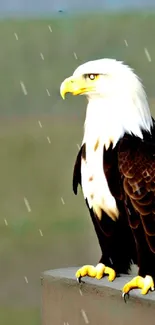 Majestic bald eagle perched with olive green backdrop.