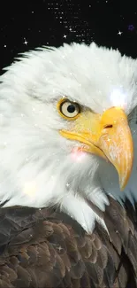 Close-up of a majestic bald eagle with dark background.