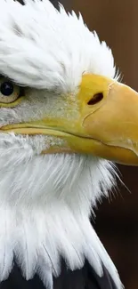 Close-up shot of a majestic bald eagle with intense gaze and detailed feathers.