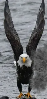 Bald eagle with wings spread by a river.