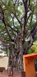 Majestic banyan tree with orange wall in urban setting.