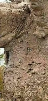 Majestic baobab tree with textured bark and a person for scale.