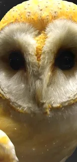 Close-up image of a majestic barn owl in golden hues.