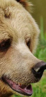 Close-up of a bear's face against a green background in nature.