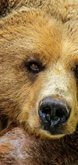 Close-up of a majestic brown bear, showcasing its natural beauty and captivating demeanor.