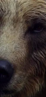 Close-up of a majestic bear's face in a natural setting wallpaper.