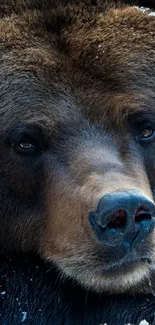 Close-up of a brown bear's face, showcasing its eyes and nose in detail.