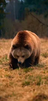 Bear walking on grass in an autumn field.