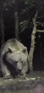 Majestic bear strolling in a dark forest at night.