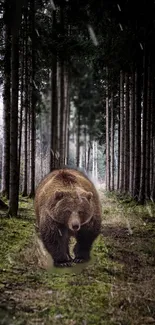 Brown bear walking in forest path mobile wallpaper.