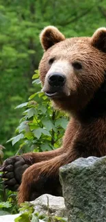 Majestic brown bear in lush green forest offers a serene wildlife scene.