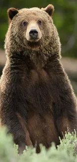 Majestic brown bear standing in lush forest.