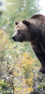 Majestic bear in autumn forest scenery, stunning wallpaper.