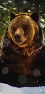 Brown bear sitting in a snowy forest with sparkling lights.