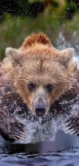 Brown bear powerfully running through water, splashing intensely.