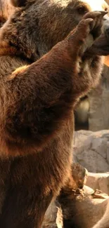 Bear standing in natural habitat wallpaper.