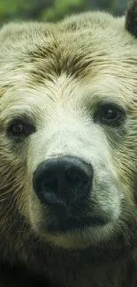 Close-up of a majestic grizzly bear in the forest, perfect for mobile wallpaper.