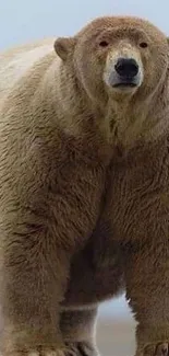 Majestic bear standing on a sandy beach.