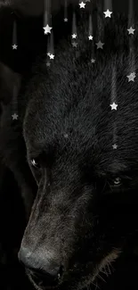 Black bear with falling stars wallpaper.