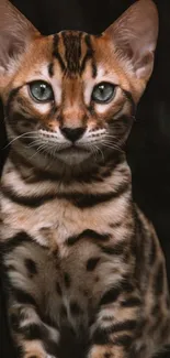 Mobile wallpaper of a Bengal cat with green eyes on a dark background.