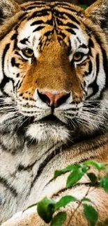 Majestic Bengal tiger resting in lush green jungle setting.