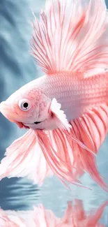 Elegant pink betta fish with flowing fins.