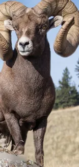 Majestic big horn sheep in natural setting