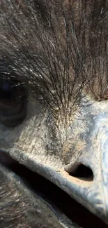 Close-up of a dark majestic bird with intricate feather details.