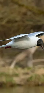 Gull in flight over a natural backdrop.