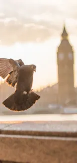 Pigeon flying in front of Big Ben at sunset in London.