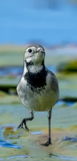 Bird standing on lily pads with a serene blue water background.