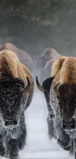 Bison herd marching through snowy landscape.