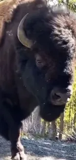 Majestic bison roaming through a serene forest landscape.