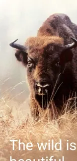 Bison standing in a misty field with the quote 'The wild is beautiful.'