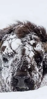 Bison covered in snow during winter, gazing ahead.