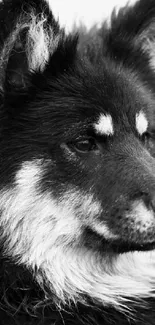 Black and white portrait of a majestic canine with detailed fur texture.