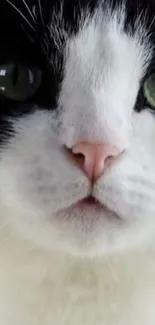 Close-up of a black and white cat with striking green eyes for mobile wallpaper.