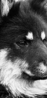 Close-up of a black and white fluffy dog with a serene expression.