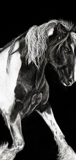 Majestic black and white horse portrait on a dark background wallpaper.