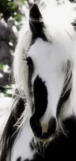 Black and white horse with lush mane.