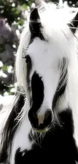 Majestic black and white horse with flowing mane.