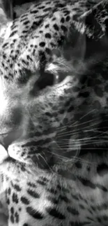 Black and white leopard portrait wallpaper.