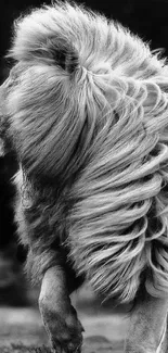 Black and white photo of a majestic lion with a flowing mane.