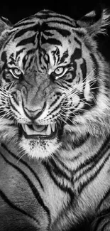 Black and white tiger snarling fiercely in jungle.