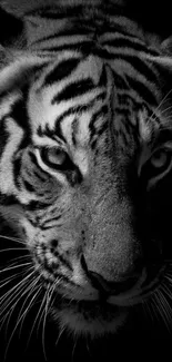 Striking black and white tiger close-up in minimalistic elegance.