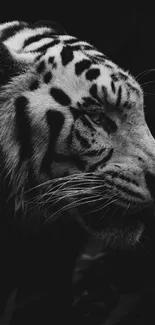 Black and white image of a majestic tiger with striking patterns.