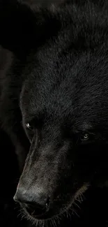 Majestic black bear close-up mobile wallpaper.