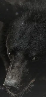 Close-up of a majestic black bear, showcasing intricate fur details.