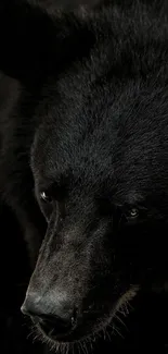 Close-up of a black bear with intense gaze in natural setting.