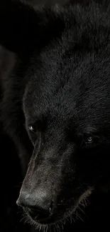 Close-up of a majestic black bear in its natural habitat.